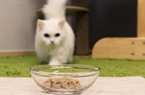 猫咪健康成长,不在于选择多么昂贵的猫粮