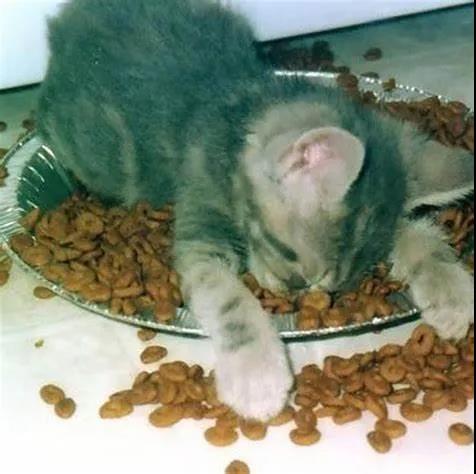FDA证实：猫粮检出这成分无论多少都是毒粮！有几种原料最高危