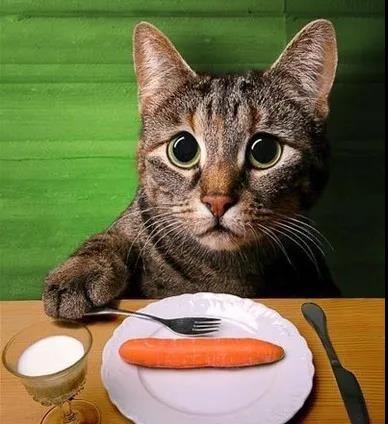 猫咪多大能开始喂食罐头呢？