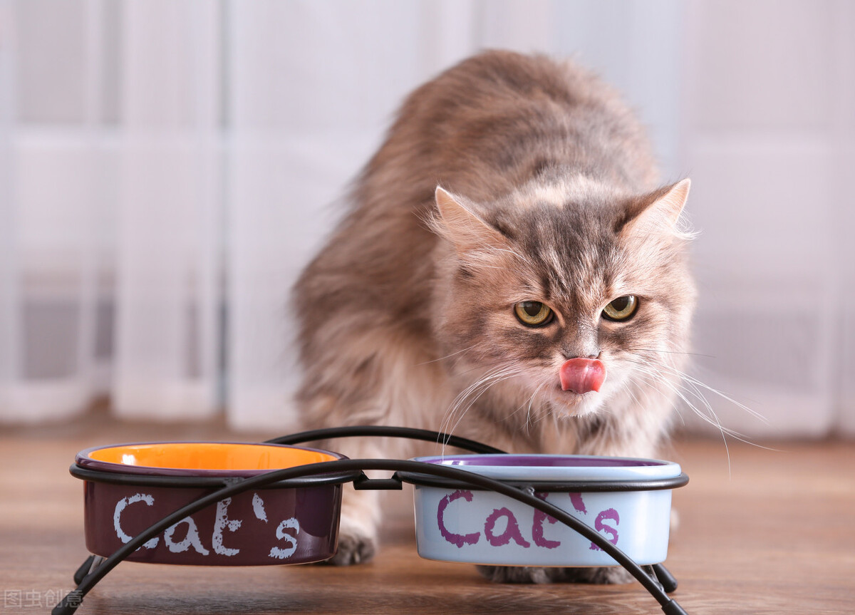 最适合猫咪吃的6种“食物”，你喂对了几个？