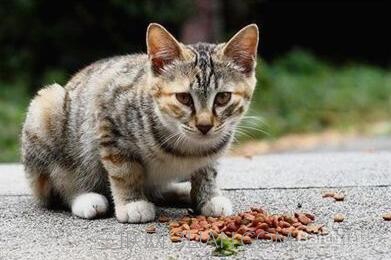 不同的猫粮可以混着喂吗？原理和解释