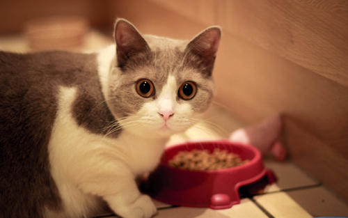 猫粮里的淀粉，比蛋白质更好