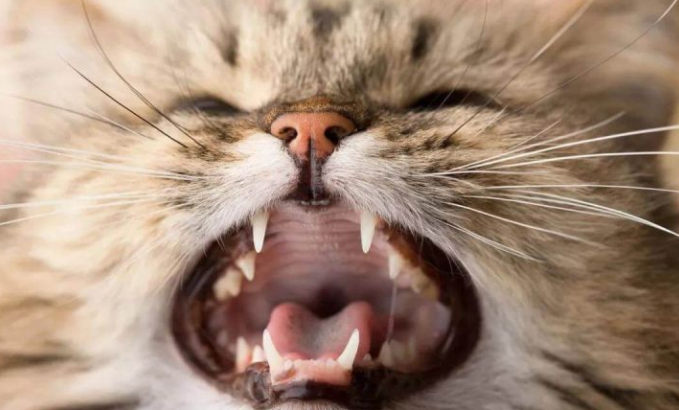 猫口炎和病因是什么?养猫人有所帮助(纯干货,耐心看,为猫)