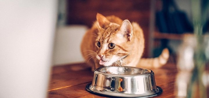 盛满猫粮的饭碗，一次性给猫喂食，竟是更好的做法？