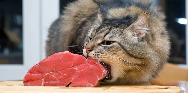 给猫咪喂食这6种食物，相当于“补品”，既省钱又健康！
