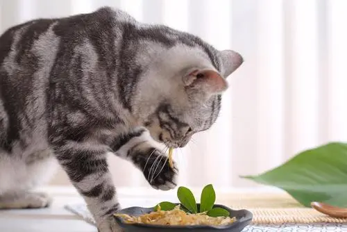 猫咪的“禁忌”食物