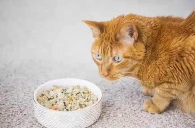 猫除了吃猫粮还吃什么？这些都是可以选择的