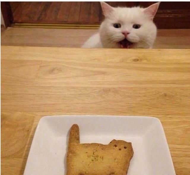 猫咪为了吃，有多“心机”？