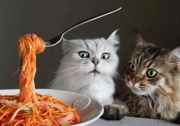 猫咪吃湿粮好还是干粮好？